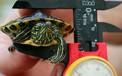 small turtle held by a measuring device