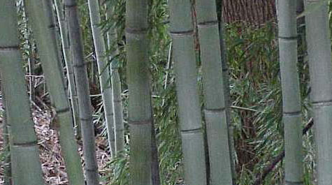 Phyllostachys