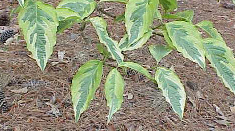 Cornus florida var.