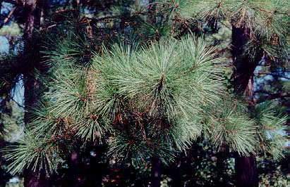 Pinus taeda