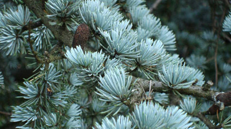 Cedrus atlantica glauca