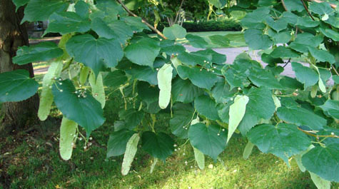 Tilia cordata