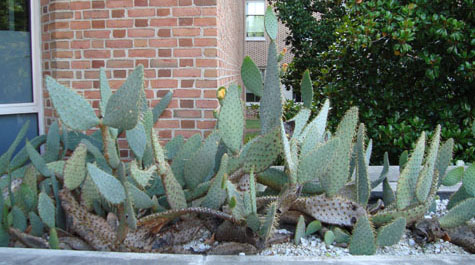 Succulents