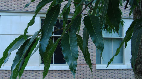 Quercus acutissima