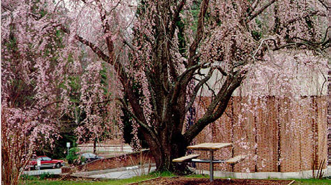 Prunus subhirtella pendula