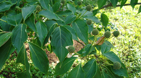 Cornus kousa