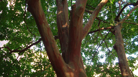 Lagerstroemia x 'Natchez'