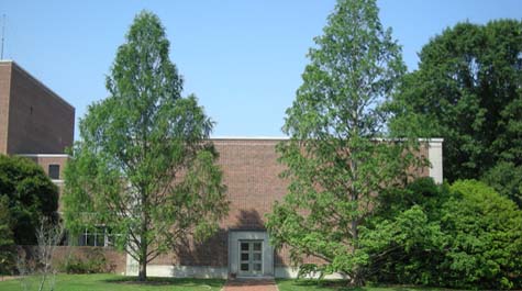 Taxodium distichum, Metasquoia glyptostroboides