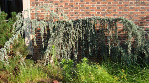 Juniperus horizontalis mintoni