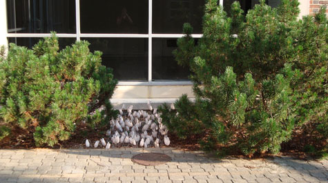 Pinus mugho
