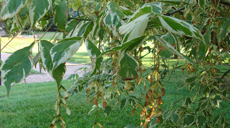 Acer negundo 'Variegatum'