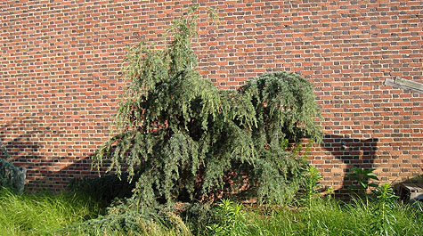 Cedrus libani pendula