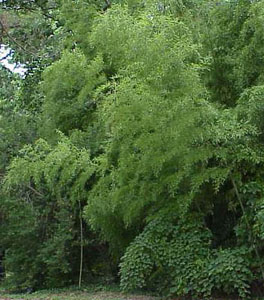 Phyllostachys sp.