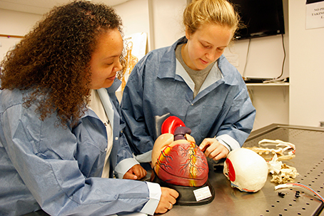 Students examine a human heart in the cadaver lab.