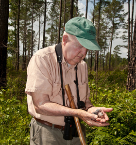 Mitchell Byrd examines woodpecker brood within the Piney Grove Preserve. Byrd conducted the first comprehensive work with the Virginia population in 1977. Photo by Bryan Watts.