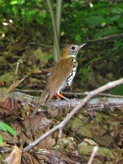 A wood thrush in his native heath, fitted with leg bands and a small backpack transmitter. Photo by Vitek Jirinec