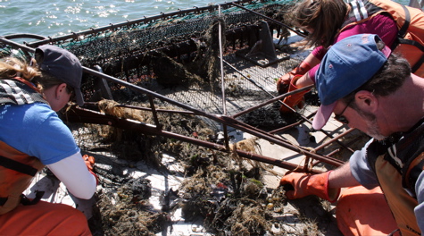 Sorting the Catch: