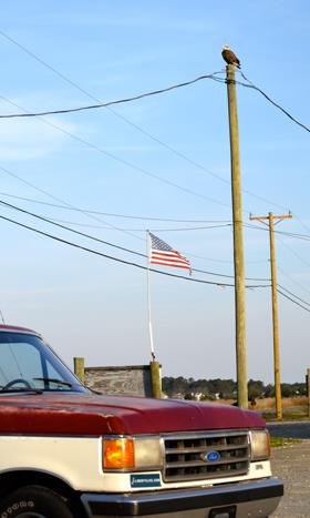 Bald eagle, Old Glory, pickup truck: the most American photo ever? Caught on a field trip of Dan Cristol’s Ornithology class to Poquoson. Photo by Maddy King ’18
