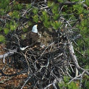 A researcher’s-eye view of a bald eagle nest. Capt. Fuzzzo flies low and slow to give scientists the best view possible. (Center for Conservation Biology photo)