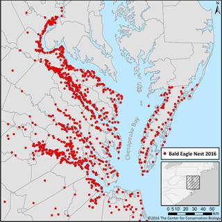 CCB map shows Virginia bald eagle breeding population in 2016, a 50-fold since the DDT low of the early '70s.