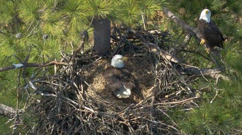 No nesting eagles on campus — yet