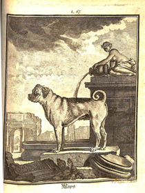 Copperplate engraving of a pug, one of the 20 dog engravings found in the volume