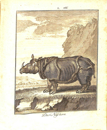 Copperplate engraving of an Indian rhinoceros, based on the 1749 painting Clara le Rhinoceros by Jean-Baptiste Oudry (1686-1755). 