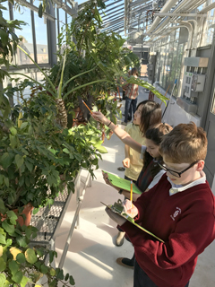 Student volunteer Cecilia Xingyu gives Walsingham students some pointers in a tropical plant scavenger hunt. (Photo by Erin Zagursky)