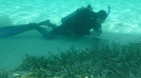 Healthy seagrass bed: