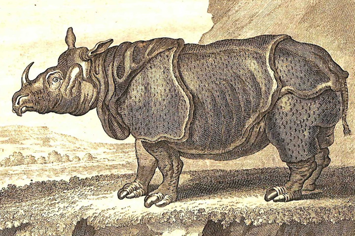 seidel_rhino_home.jpg