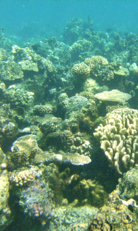 Healthy corals are a partnership between coral animals and algal symbionts that live within their tissues. (Photo by E. Rivest/VIMS)