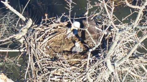 Eagle parenting: 