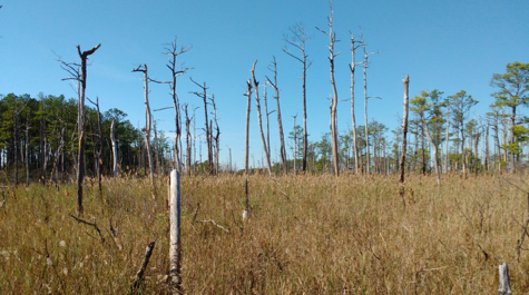 Ghost forests: