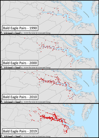 Where the nests are: CCB maps plot expansion of bald eagle nest sites.