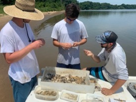 The survey crew sorts a seine haul catch from the Rappahannock River. From left: Daniel Royster, David Eby and Matthew Oliver. (Photo by Jack Buchanan/VIMS)