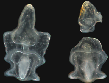 Crown-of-thorns larvae, before (left) and after cloning (Jonathan Allen lab photo)