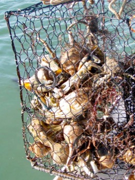 A derelict crab pot recovered from the Eastern Shore is filled with blue crabs and whelks. (Photo by Mark Pruitt)
