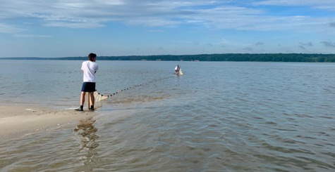 A person is seining for striped bass