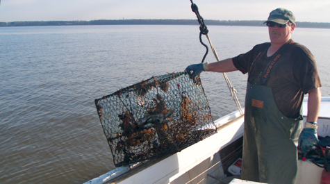 A waterman holds a crab pot on the side of a boat