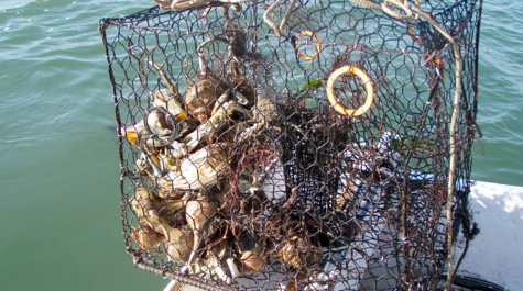 A recovered derelict crab pot filled with blue crabs and whelks