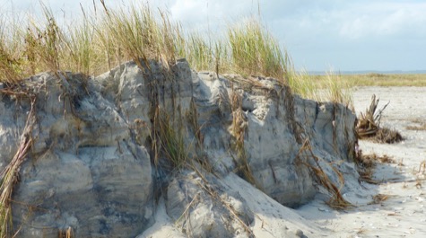 Roots of plants growing on a sand dune are visible in an eroded section