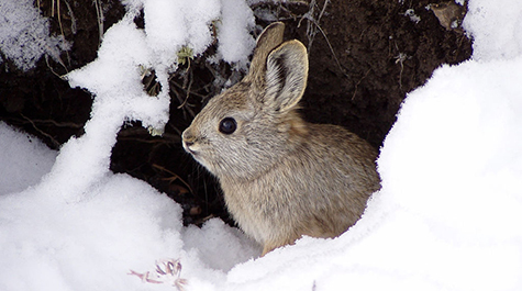 An endangered Columbia Basin Pygmy rabbit stands in the snow. 