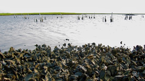 Exposed oyster reef: