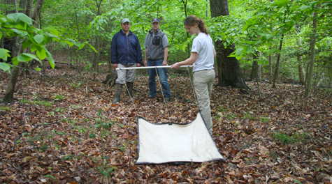 Joanna Weeks  drags a cloth to collect ticks in the College Woods 