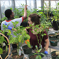 A team of students administers predatory insects in the greenhouse