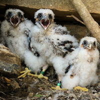 A hungry brood of young peregrine falcons wait for a parent to get back with some dinner. 