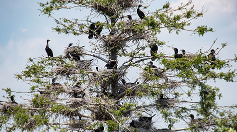 A cormorant colony in a tree