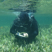 A diver writes on a notebook underwater above a field of seagrass