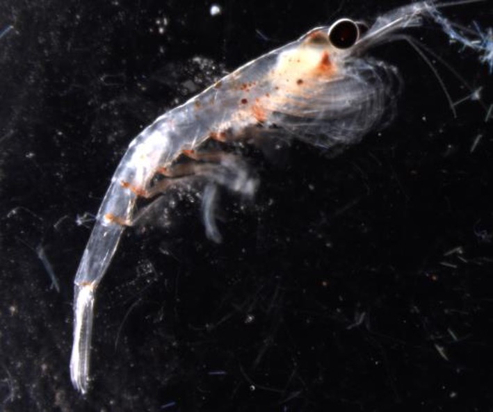 The krill Euphausia pacifica is one species of zooplankton that performs daily vertical migrations in the waters of the northeastern Pacific. (Photo by K. Stamieszkin/VIMS)
