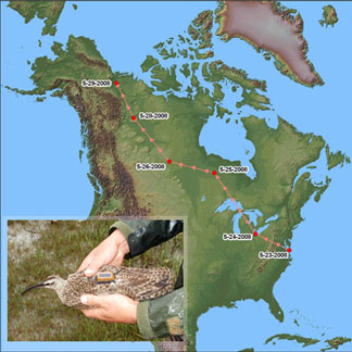 Plots on the map shows the whimbrel’s daily progress May 23-29, from the Eastern Shore to the McKenzie River. Inset: Winnie is fitted with her state-of-the-art satellite transmitter. Photos courtesy of the Center for Conservation Biology.